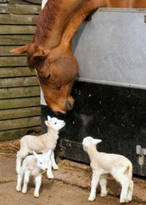 horse_lamb